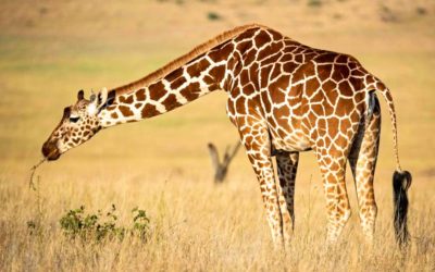 African safari tips for first timers