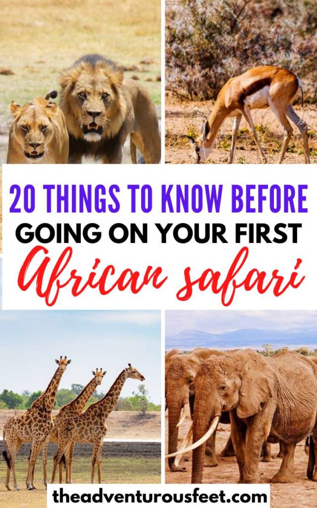 Planning to go for an African safari? Here is everything you need to know| things to know before going on  a safari | African safari tips for first timers| tips for an African safari|what to know before going on  a safari| safari tips for Africa| what to do on  a safari| what not to do on an African safari| first time safari tips| hoe to prepare for an African safari #africansafaritips #tipsforafirstsafariinafrica #theadventurousfeet #africansafari 