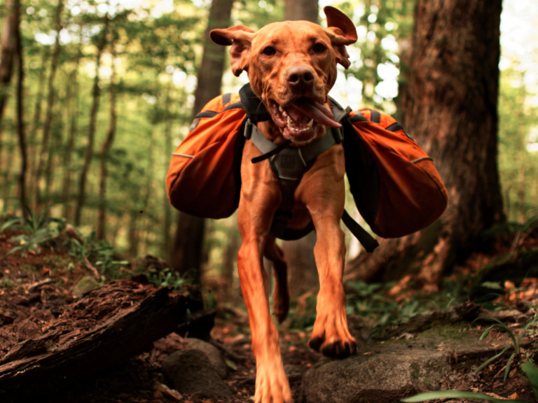 18 Best Camping Gear For Dogs To Pack For The Outdoors