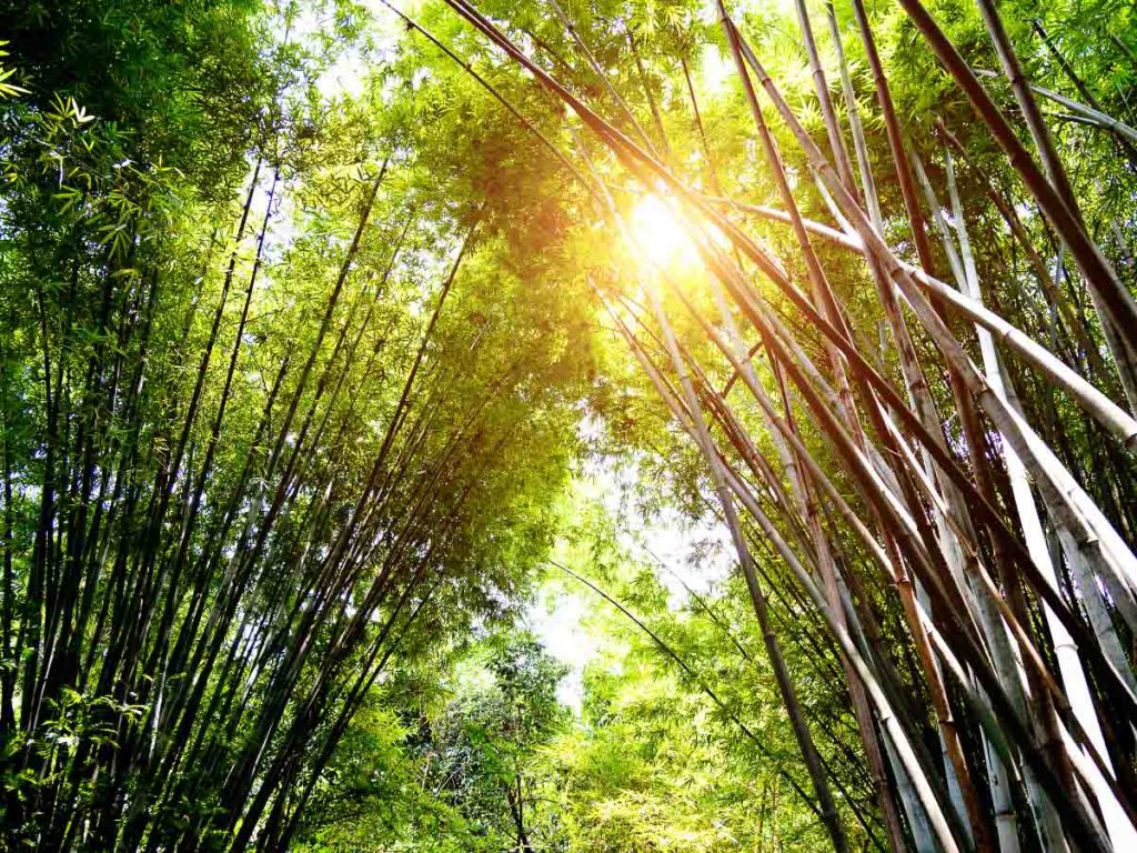 Bamboo is one of the famous Chinese things.
