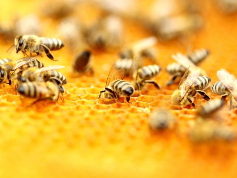 Gifts For Beekeepers